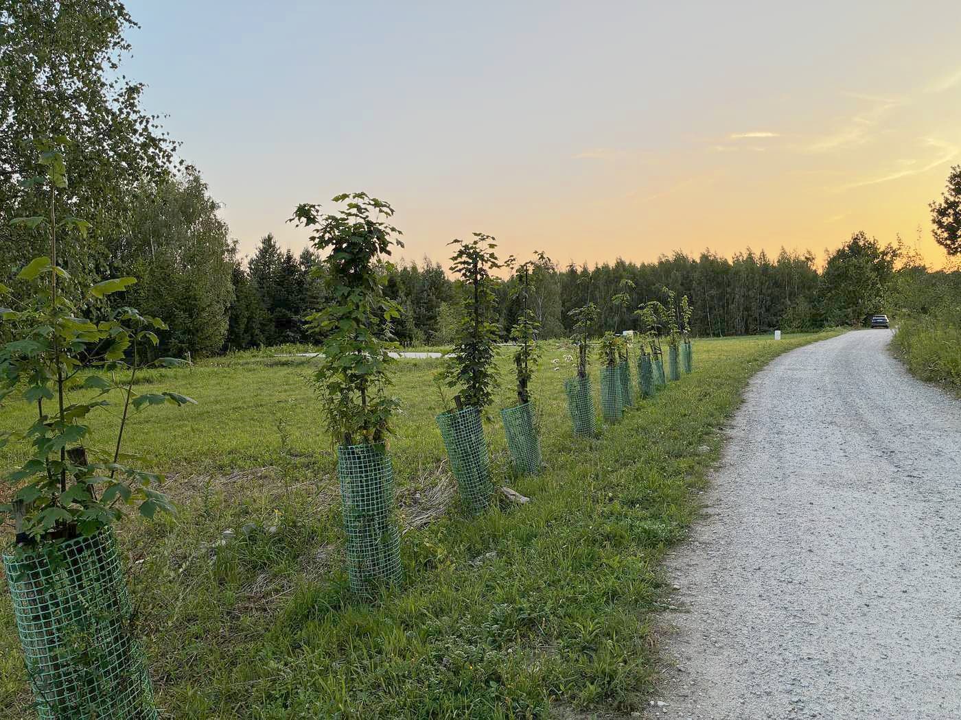 Droga dojazdowa i młode drzewa wzdłuż niej